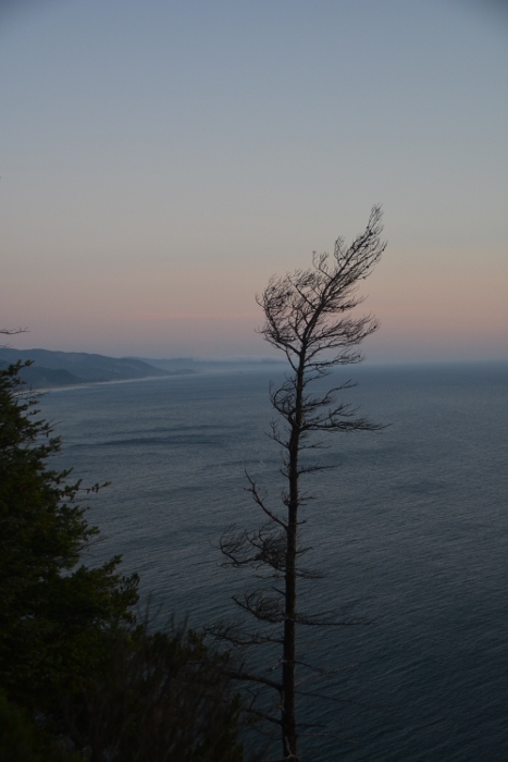 tree before sunset